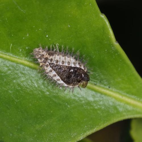 Réf. 277 527 : Chilocorus renipustulatus